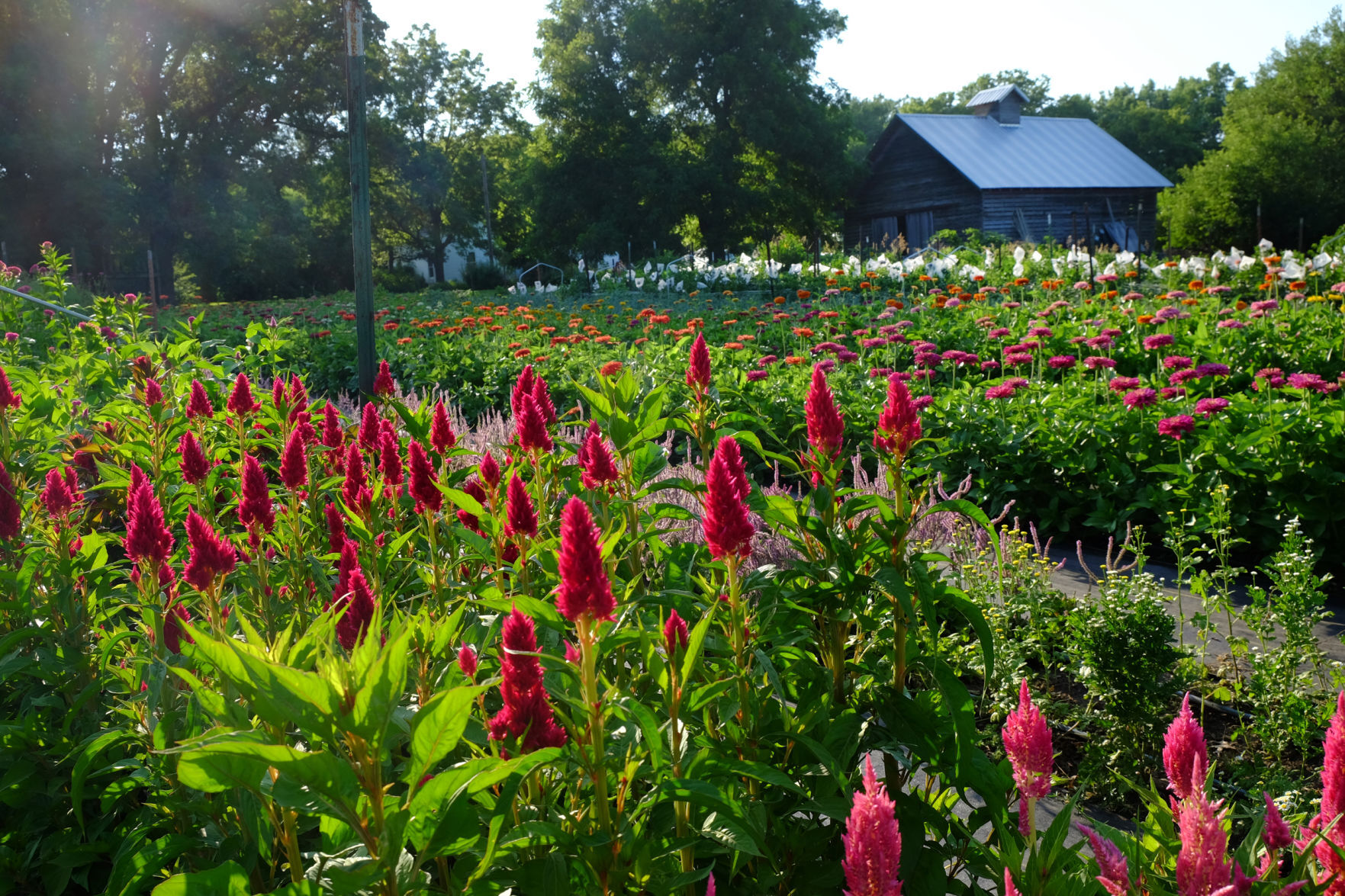 Celosia Bed